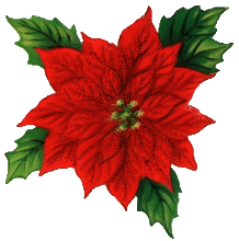 Adventskalender rund um Weihnachtspflanzen