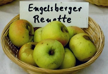 Apfel ENGELSBERGER RENETTE   Foto Brandt