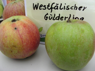 Apfel Westfälischer Gülderling Foto Brandt