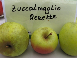 Apfel Zuccalmaglic Renette Foto Brandt