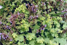 Ajuga zwischen Frauenmantel