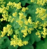 Alchemilla mollis, Frauenmantel Foto Wolfgang Brandt