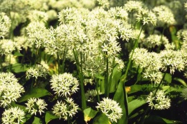 Allium ursinum B&auml;rlauch Foto Uwe Lochstampfer