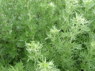 Artemisia Foto Brandt