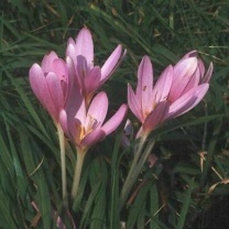 ColchicumFoto: R. Flogaus-Faust