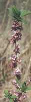 Daphne mezereum Foto K. Marquardt