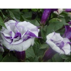 Datura Metel Purple