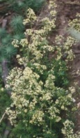 Galium aparine Klettenkraut