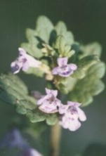 Glechoma hederacea Gundermann Foto K. Marquardt