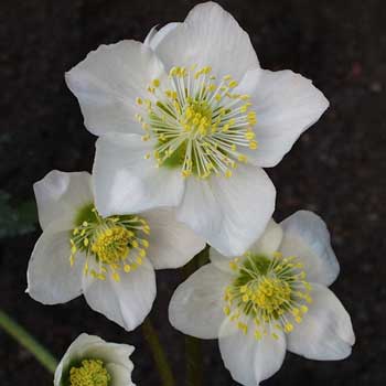 Helleborus niger 'Praecox' Foto Jürgen Peters