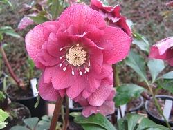 Hellebrous