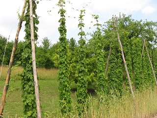 Hopfen Foto Brandt