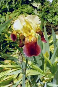 Iris