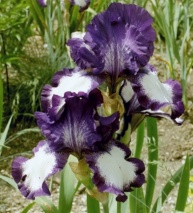 Iris