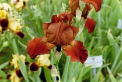 Iris