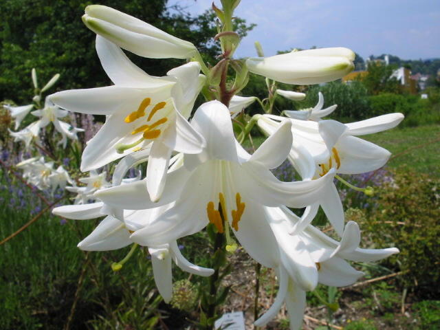  ( ) Lilium