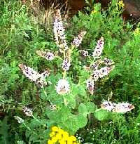 Mentha spicata Foto K. Marquardt