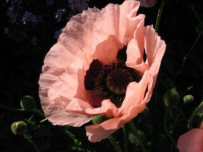 Mohnbl&uuml;te