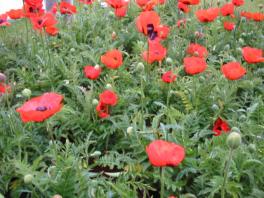 Mohn Foto Wolfgang Brandt