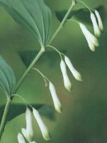 Polygonatum multiflorum Foto Marquardt