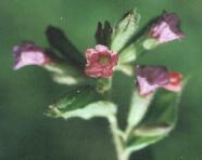 Pulmonaria officinalis Foto K. Marquardt