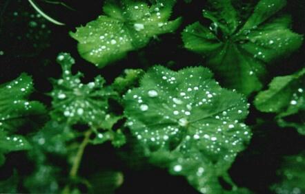 Alchemilla - Foto Wolfgang Brandt