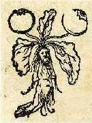 Alraune Mandragora - ietro de Crescenzi 1583