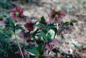 Helleborus in unserem Garten  Foto Brandt