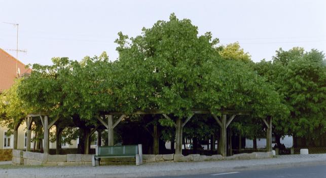 800 Jahre alte Linde in Effeltrich Foto Brandt