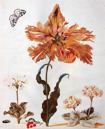 Sibylla Merian Tulpe Foto Wikipedia