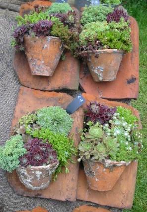 Dachziegel mit Sempervivum bepflanzt Foto Brandt