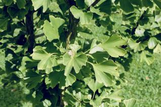 Ginkgo Foto Wolfgang Brandt