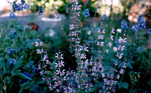Salvia sclarea Muskatellersalbei Foto W. Brandt
