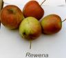 Apfel REWENA  Foto Brandt