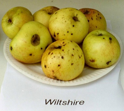 Apfel WILTSHIRE  Foto Brandt