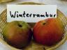 Apfel WINTERRAMBUR Foto Brandt