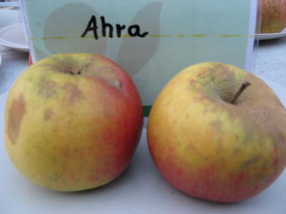 Apfel Ahra Foto Brandt