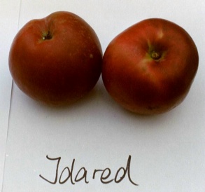 Apfel IDARED  Foto Brandt