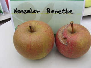 Apfel Kasseler Renette Foto Brandt