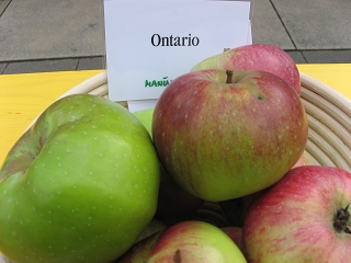 Apfel ONTARIO Foto Brandt