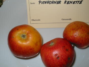 Apfel Pichhorner Renette Foto Brandt