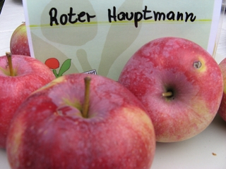 Apfel Roter Hauptmann Foto Brandt