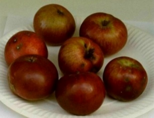 ROTER TRIERER WEINAPFEL  Foto Brandt