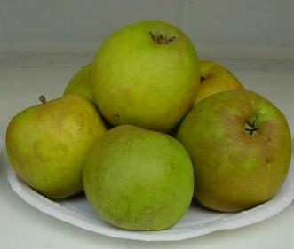 Apfel Schöner von Boskoop Foto Brandt