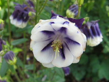 Blau-weisse Akelei im Garten Berger Foto Brandt