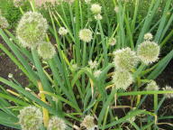 Allium fistulosum