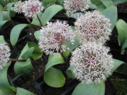 Allium karataviense Foto  Mail-Brandt