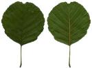 Schwarz-Erle Alnus Foto Flogaus-Faust