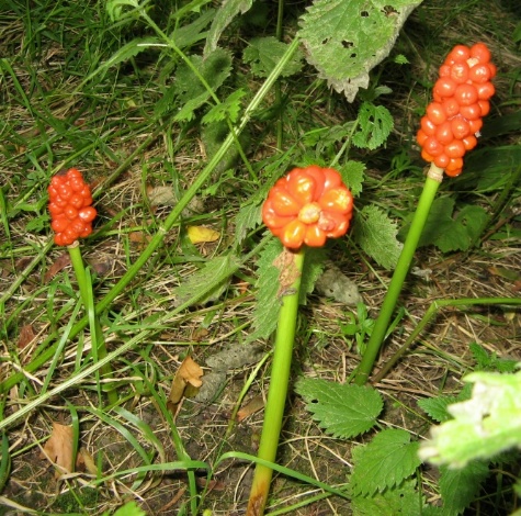 Aronstab Frucht Foto Brandt