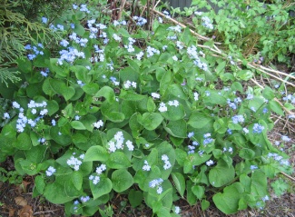 Brunnera Foto Brandt